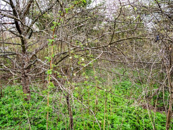 Underbrush Clearing in Noblesville
