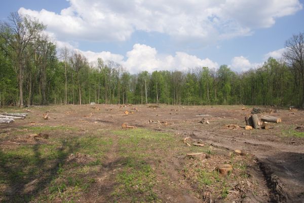 Pasture Clearing in Noblesville
