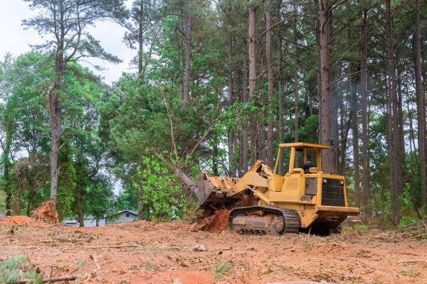 Forest Thinning in Noblesville