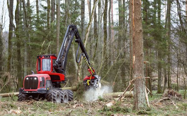 Forest Clearance Service in Noblesville